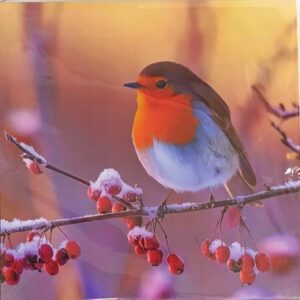 Christmas cards (Robin)